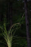 Arkansas sedge